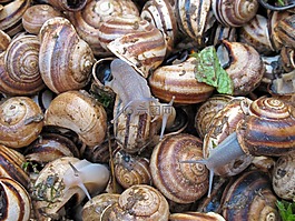 蝸牛,美味