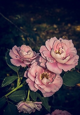 玫瑰,開(kāi)花,關(guān)閉