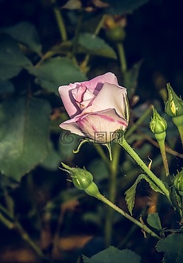 玫瑰,開(kāi)花,關(guān)閉