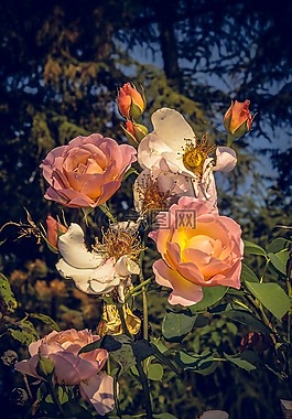 玫瑰,開花,關(guān)閉