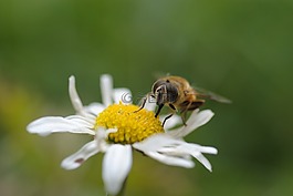 蜜蜂,昆蟲,大黃蜂