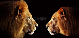 獅子,兩個(gè)獅子,男性