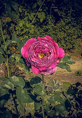 玫瑰,開(kāi)花,關(guān)閉