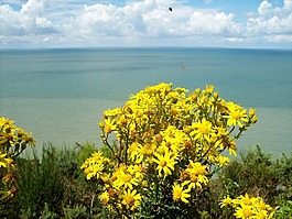鮮花,海,昆蟲(chóng)