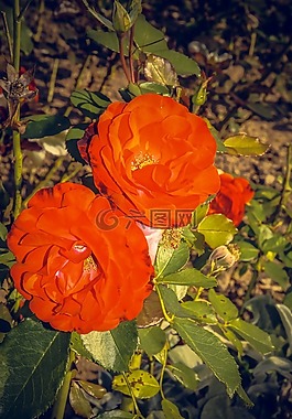 玫瑰,開(kāi)花,關(guān)閉