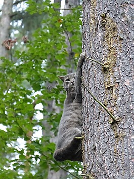 猫,felidae,狗