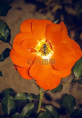 玫瑰,開花,關(guān)閉