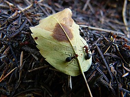 紅色,黑,螞蟻