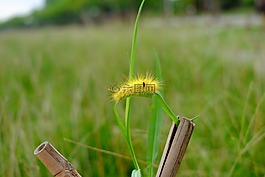茸毒蛾,黃色,毛毛蟲