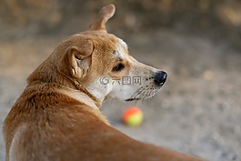 狗,球,寵物