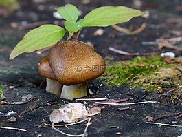 野生,蘑菇,葉子