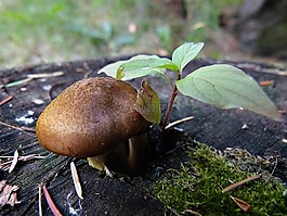野生,蘑菇,樹
