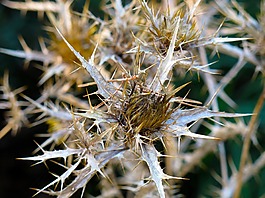 薊,trockenblume,廠