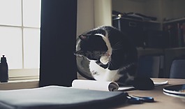 貓,小貓,動物