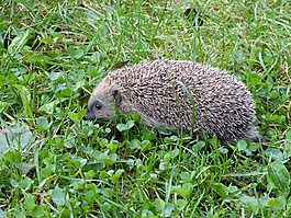 刺猬,帶動,動物