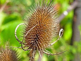 薊,trockenblume,廠