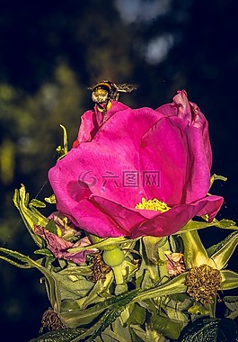 玫瑰,開(kāi)花,關(guān)閉