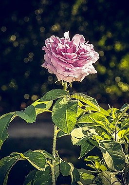 玫瑰,開(kāi)花,關(guān)閉