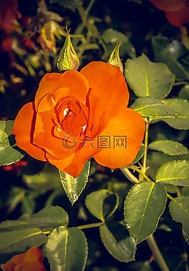 玫瑰,開(kāi)花,關(guān)閉