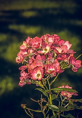 玫瑰,開(kāi)花,關(guān)閉