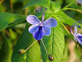 花,紫,開花