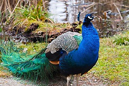 孔雀藍,鳥,孔雀
