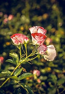 玫瑰,開(kāi)花,關(guān)閉