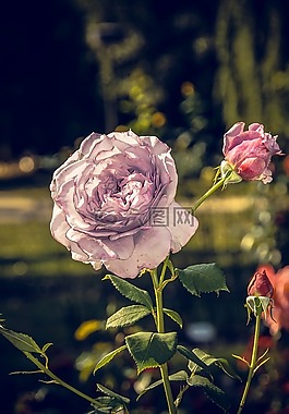 玫瑰,開(kāi)花,關(guān)閉