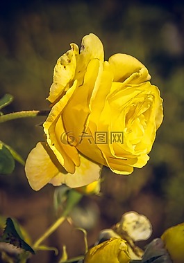玫瑰,開(kāi)花,關(guān)閉