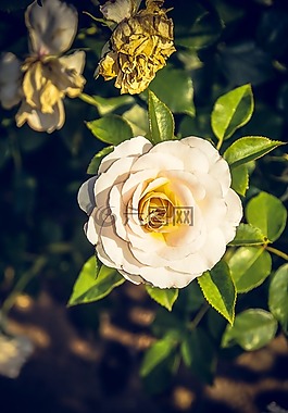 玫瑰,開(kāi)花,關(guān)閉
