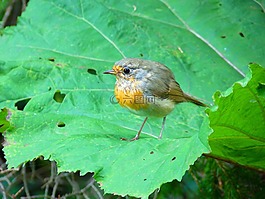 鳥,羅賓,飛