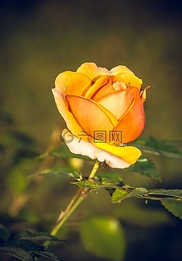 玫瑰,開花,關(guān)閉