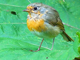 鳥(niǎo),羅賓,飛