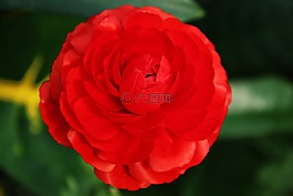 鮮花,大自然,玫瑰