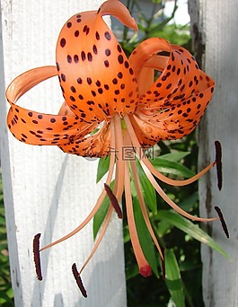 虎,百合,花