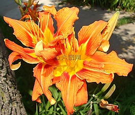 kwanzo,黄花菜,橙色