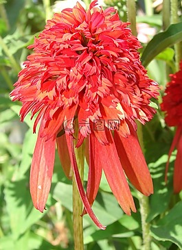 松果菊,熱,木瓜