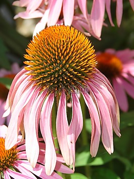 coneflower,粉紅色,盛開