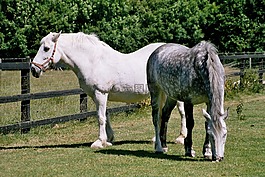 馬,農場,小馬