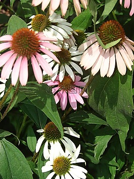 coneflower,粉紅色,盛開