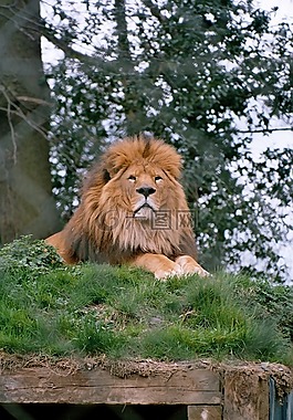 獅子,動(dòng)物園,鬃毛