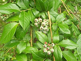 藍莓,首頁花園,有機