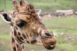 長頸鹿,頸部,動物