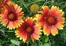 gaillardia,毯子,鲜花