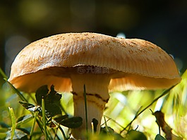 野生,蘑菇,背光源