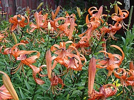 虎百合,百合花,自然