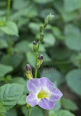 天性,鮮花、蔬菜、日本,食品