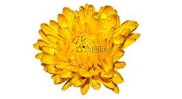 菊花,许多翅膀,黄