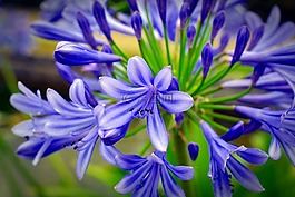 花,開花,廠