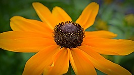 花,開花,廠
